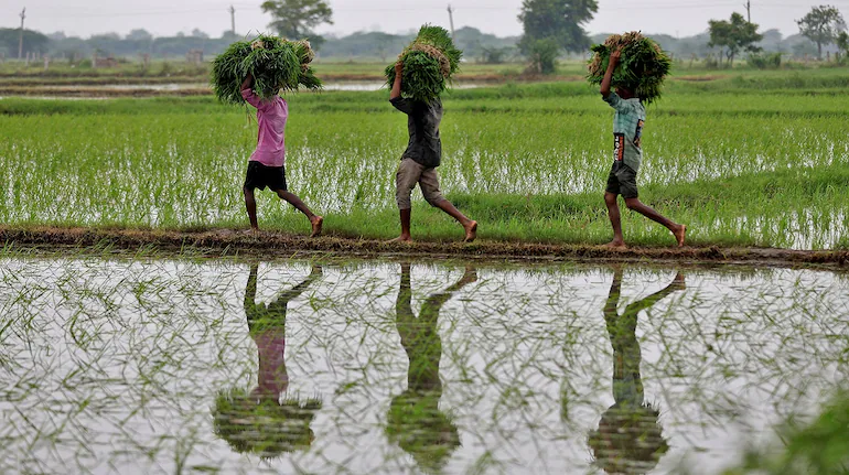 IMD Projects Above-Average September Monsoon Rainfall 2025