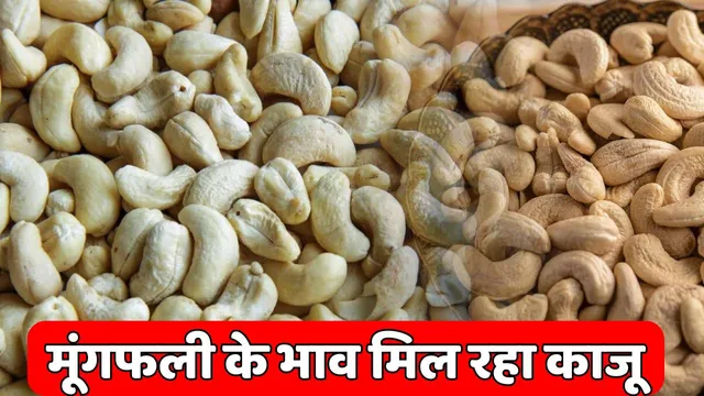 Yahan Sabzi Ke Bhaav Bikta Hai Kaju, Sirf ₹500 Mein Jhola Bhar Ke Le Jao Ghar – Jaano Kahaan Mil Raha Hai Itna Sasta Kaju 2 Kaju2